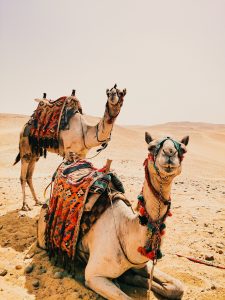 marokko-reise-kamel