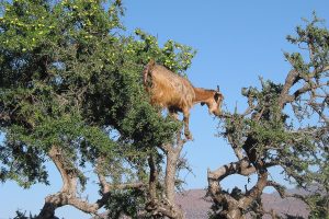 marokko-reise-natur