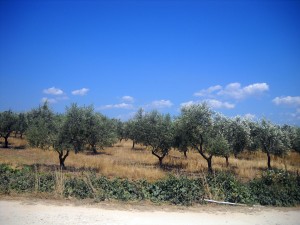 Olivenplantage